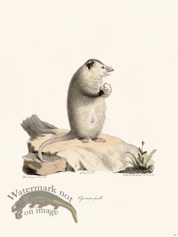 Cuvier 247 Female Opossum